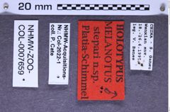 Etikette zu Melanotus stepari (Platia & Schimmel, 2001) (NHMW-ZOO-COL-0007659)